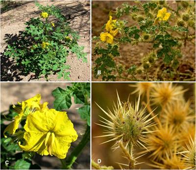 Exploring biodiversity and ethnobotanical significance of Solanum species in Uzbekistan: unveiling the cultural wealth and ethnopharmacological uses